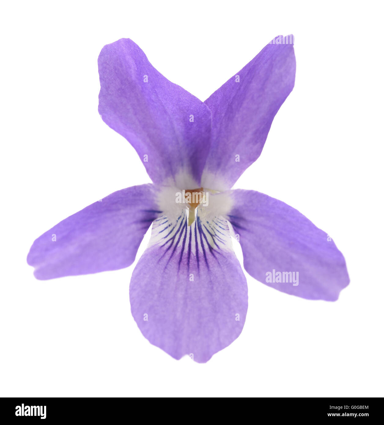 süße Veilchen, Viola isoliert auf weißem Hintergrund Stockfoto