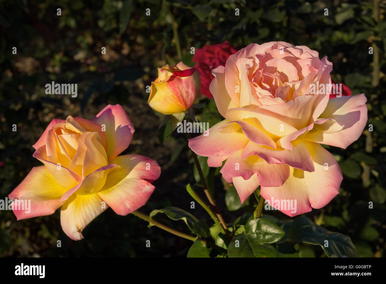 Zwei rosa und gelbe Rosen auf einem Busch hautnah Stockfoto