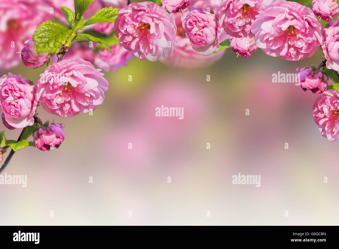 Unscharfen Hintergrund mit rosa Blumen Frühling und kopieren Sie Raum Stockfoto
