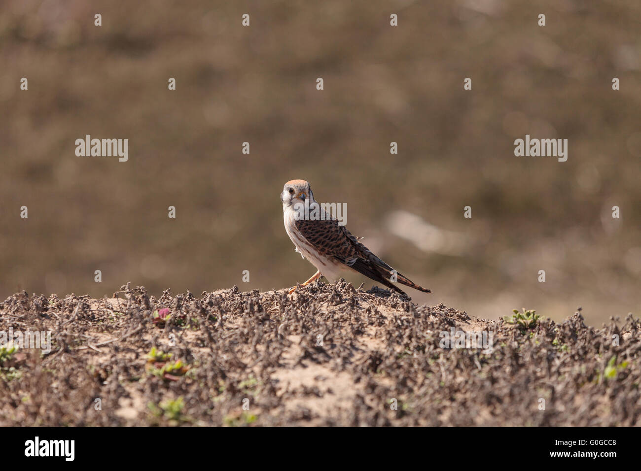 Weiblichen American Kestrel Vogel Stockfoto