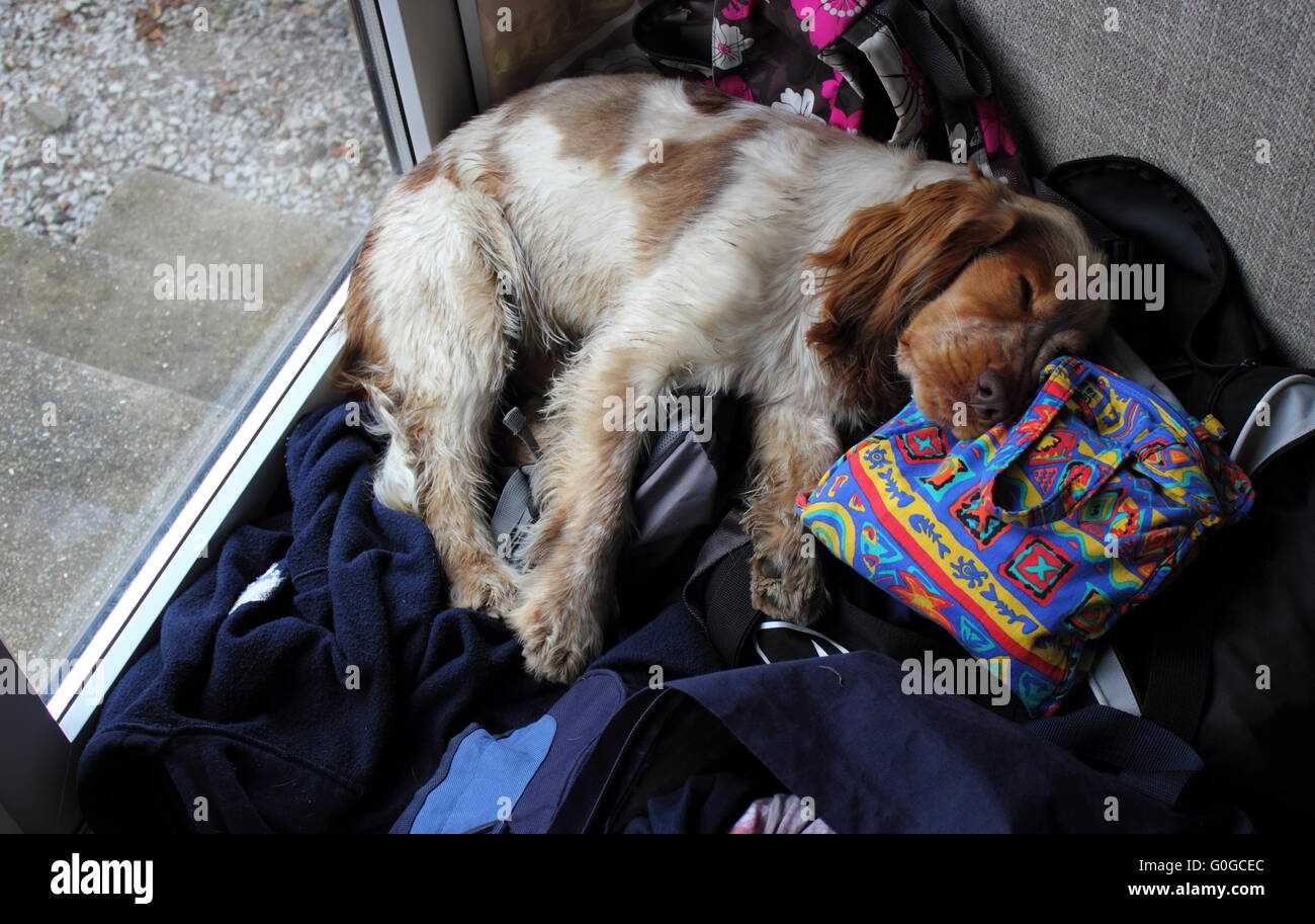 Müde Cocker Spaniel stürzte eingeschlafen Stockfoto
