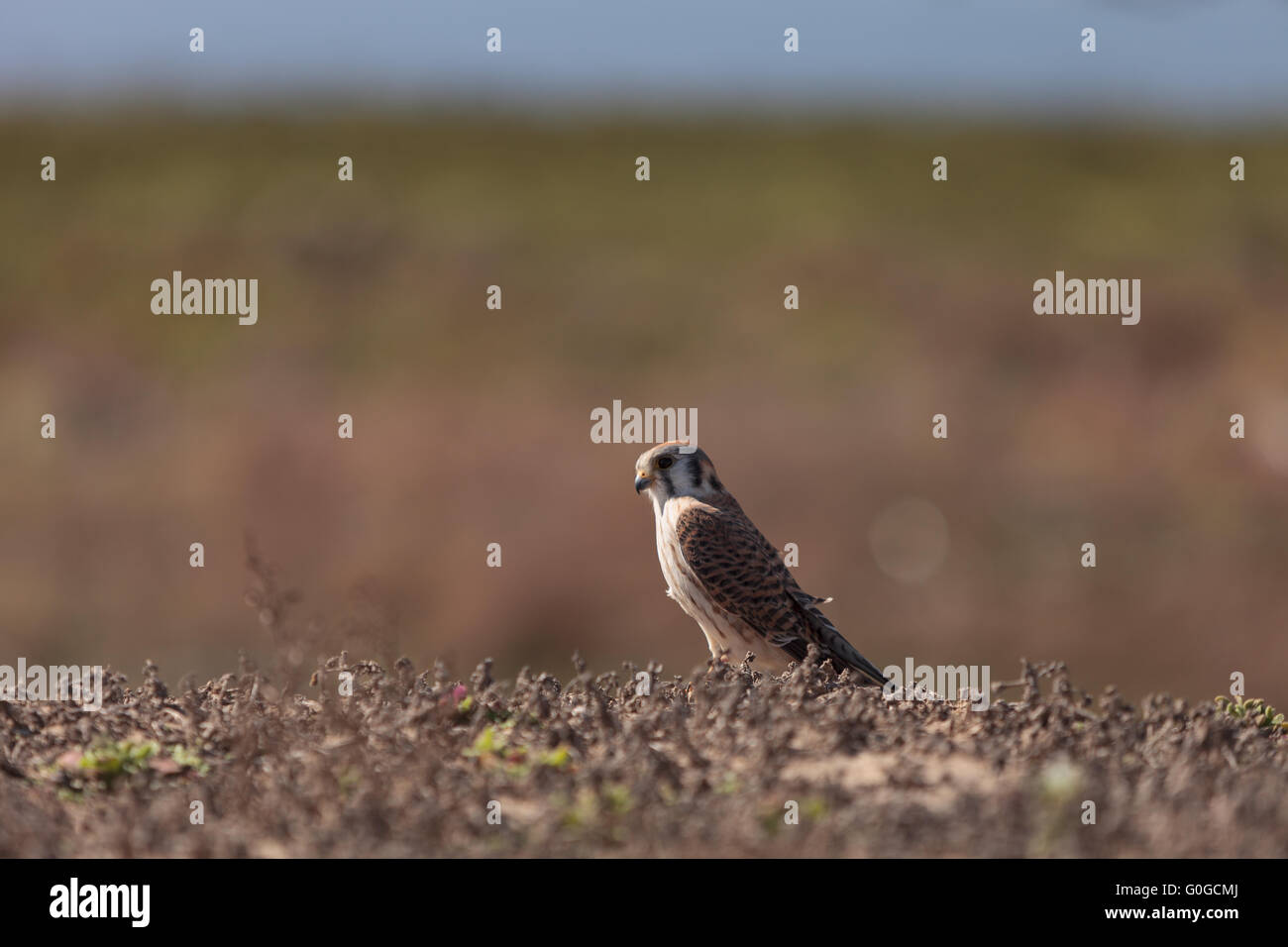 Weiblichen American Kestrel Vogel Stockfoto