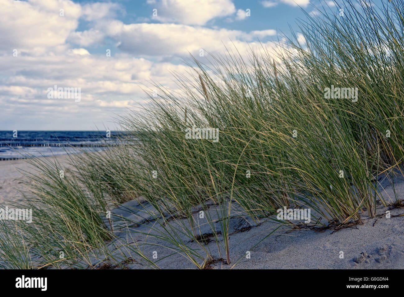 Strandhafer Stockfoto