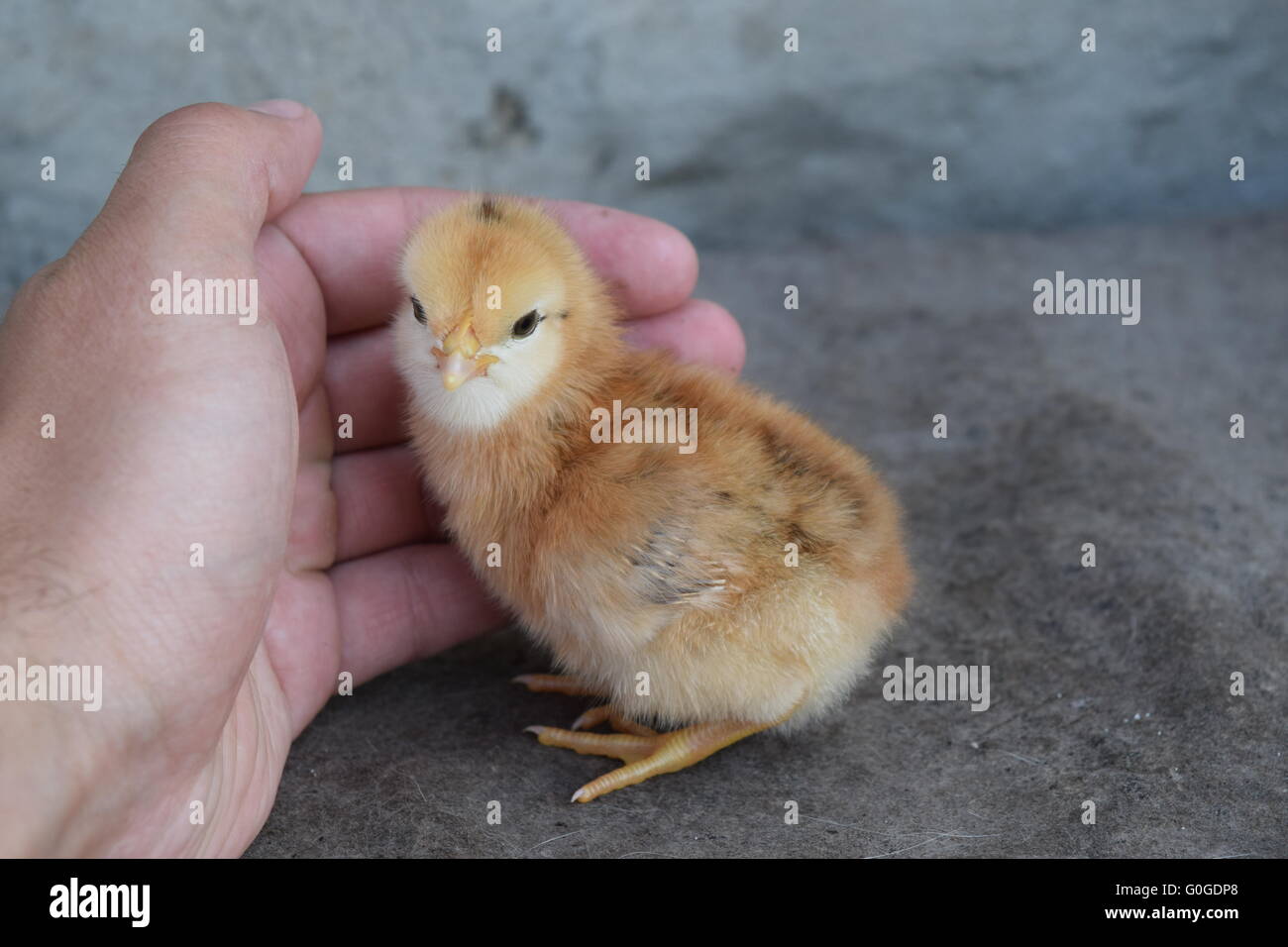 Huhn in einer Palme Stockfoto