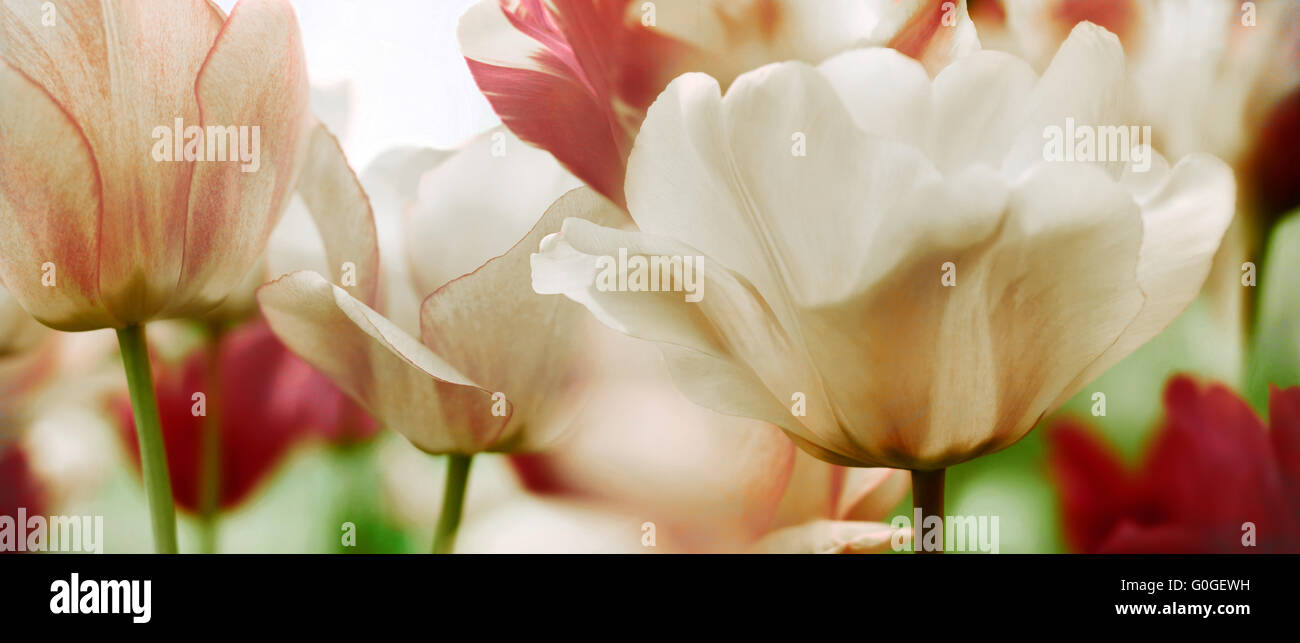 blühende Tulpen high-Key, getönt Stockfoto