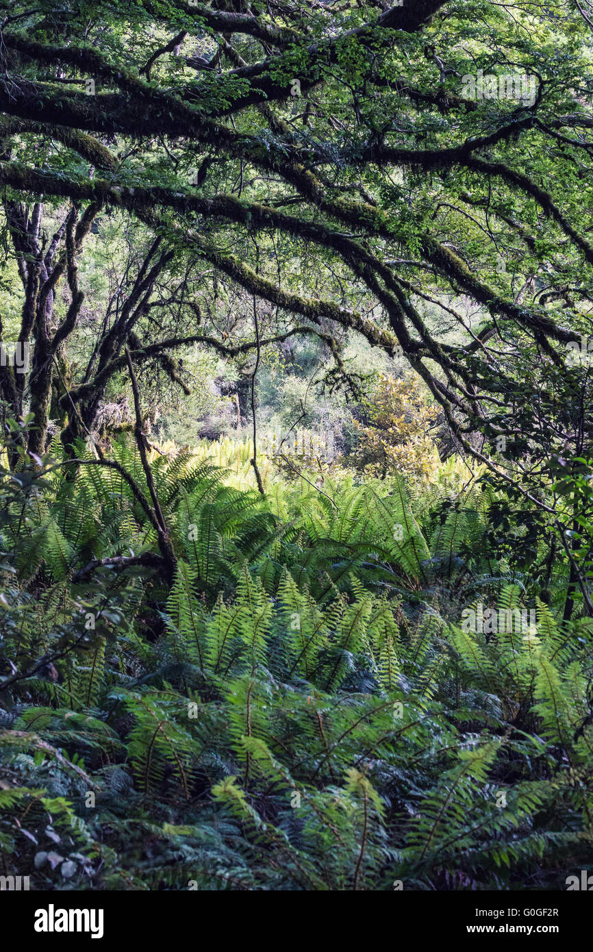 Wald, Boden bedeckt mit Farnen, Neuseeland Stockfoto