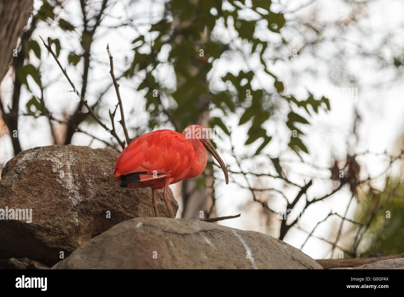 Scarlet ibis Stockfoto