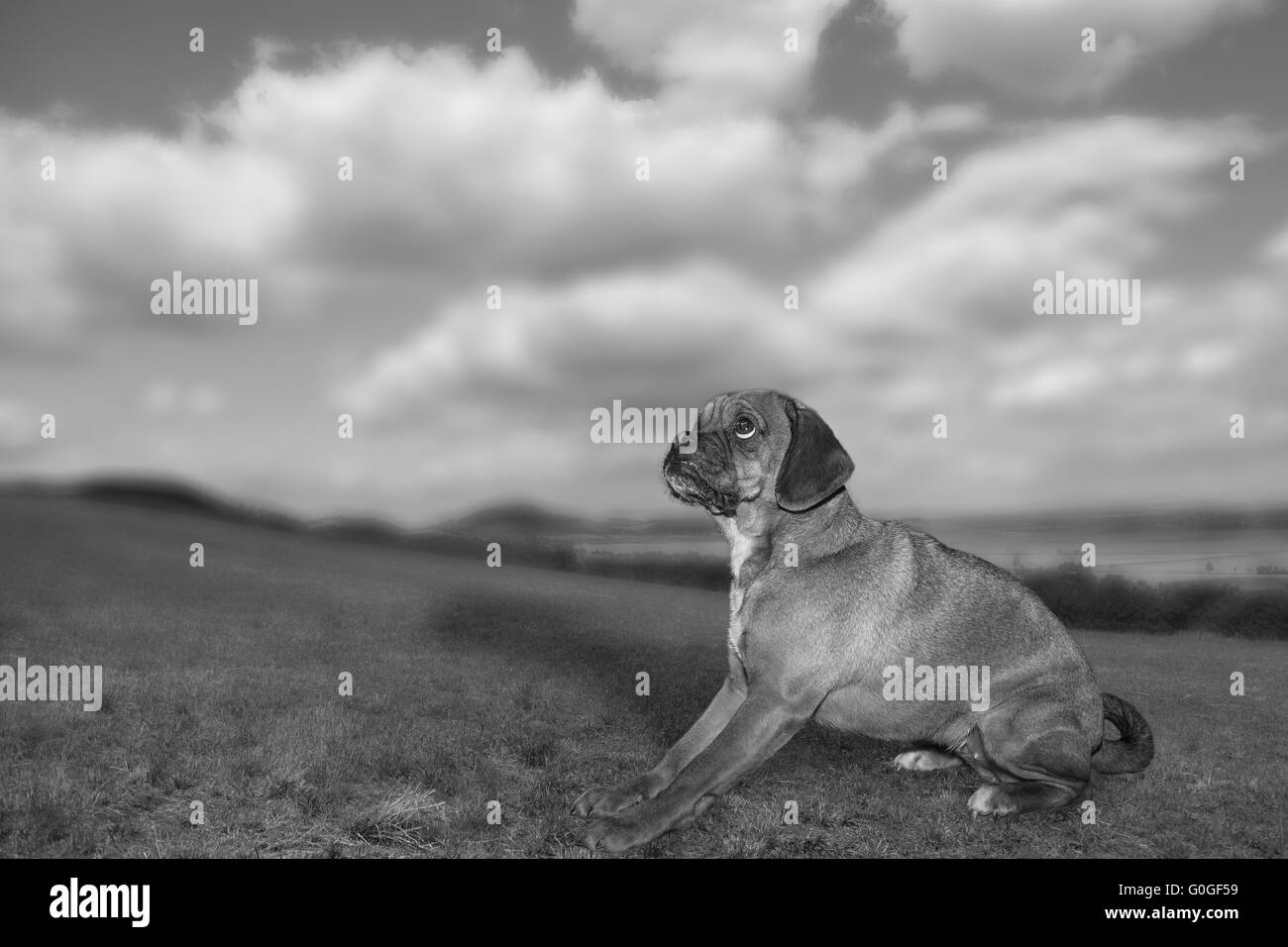 Puggle natürlichen Hintergrund Stockfoto