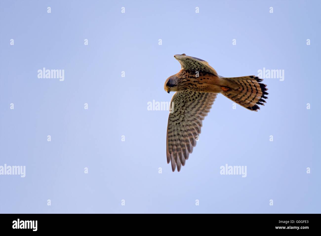 Turmfalken Stockfoto