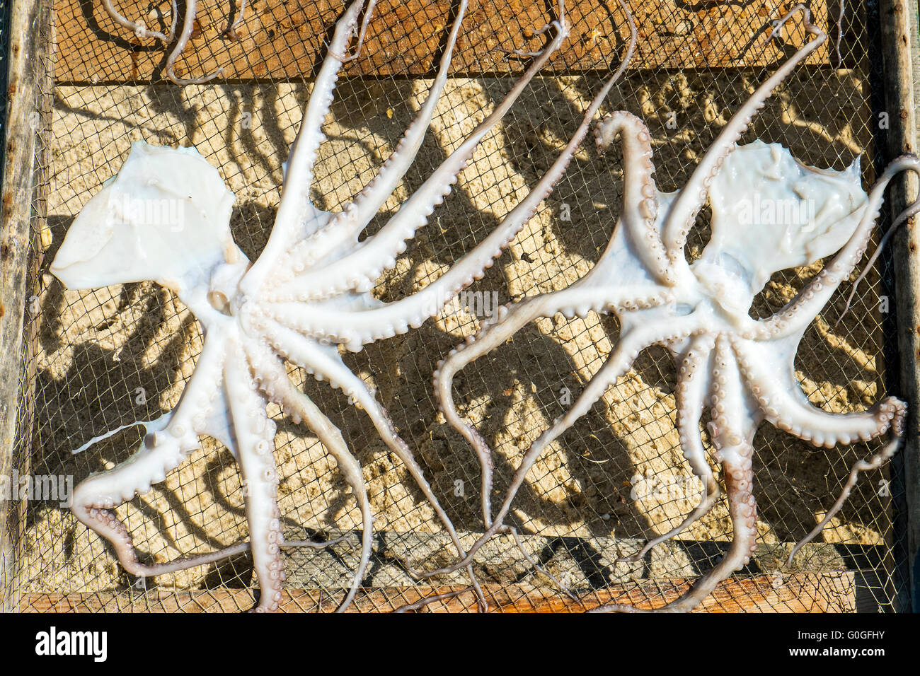 Trocknung von Kraken gesehen am Strand in Nazare, Portugal Stockfoto