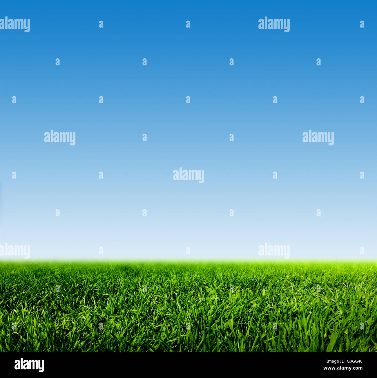Grüner Rasen im Frühjahr Feld gegen blauen Himmel. HD-Qualität Stockfoto