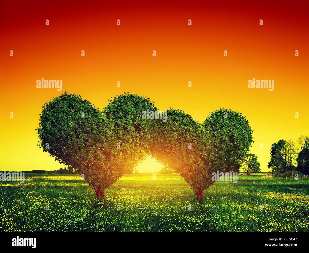Herz Form Bäume paar auf grünen Rasen Feld Landschaft bei Sonnenuntergang. Symbol der Liebe Stockfoto