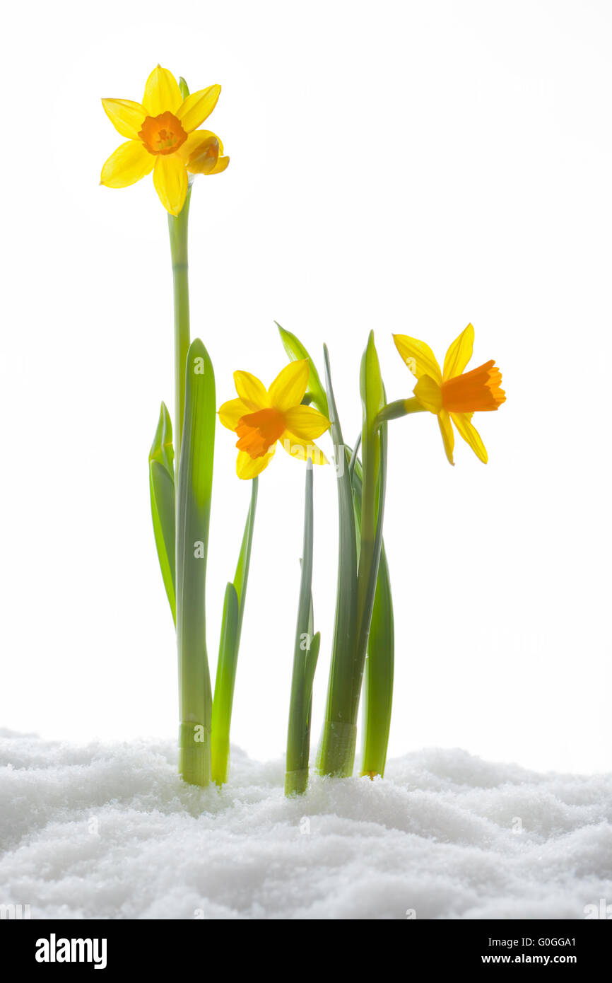 Krokus Blüte wachsen Form Schnee. Federanfang Stockfoto