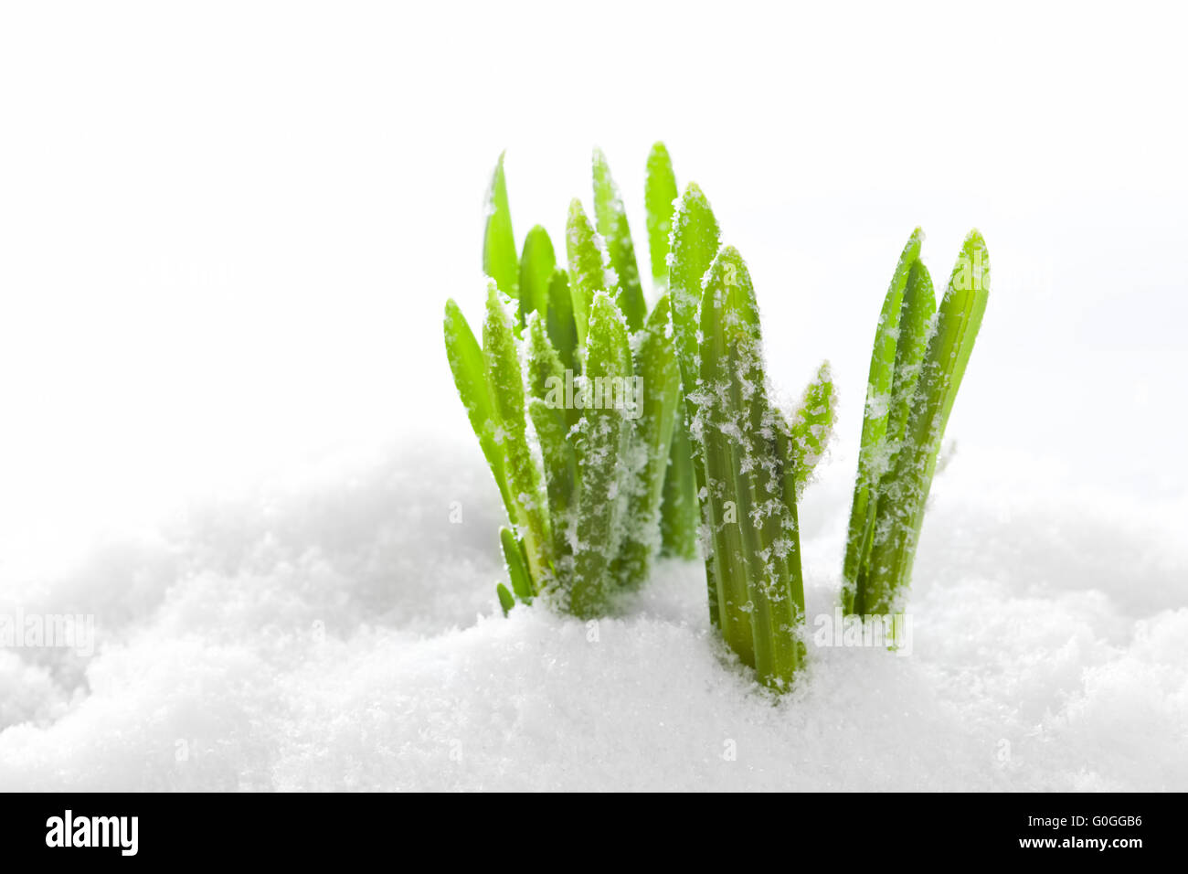 Frisches Grün grass wachsende Form Schnee. Federanfang Stockfoto