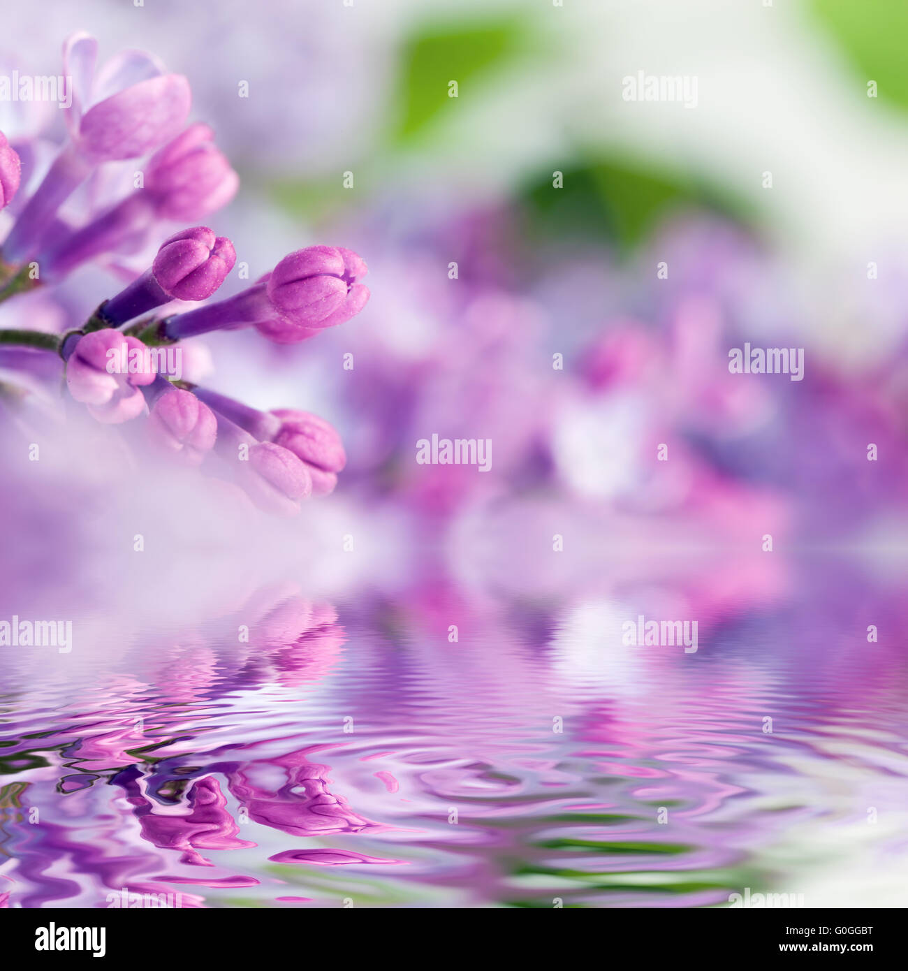 Lila lila Frühlingsblumen in Wasserreflexion Stockfoto