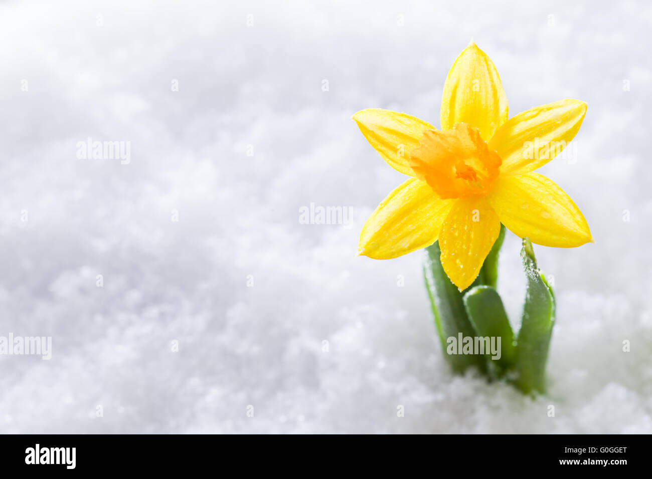 Krokus Blüte wachsen Form Schnee. Federanfang Stockfoto