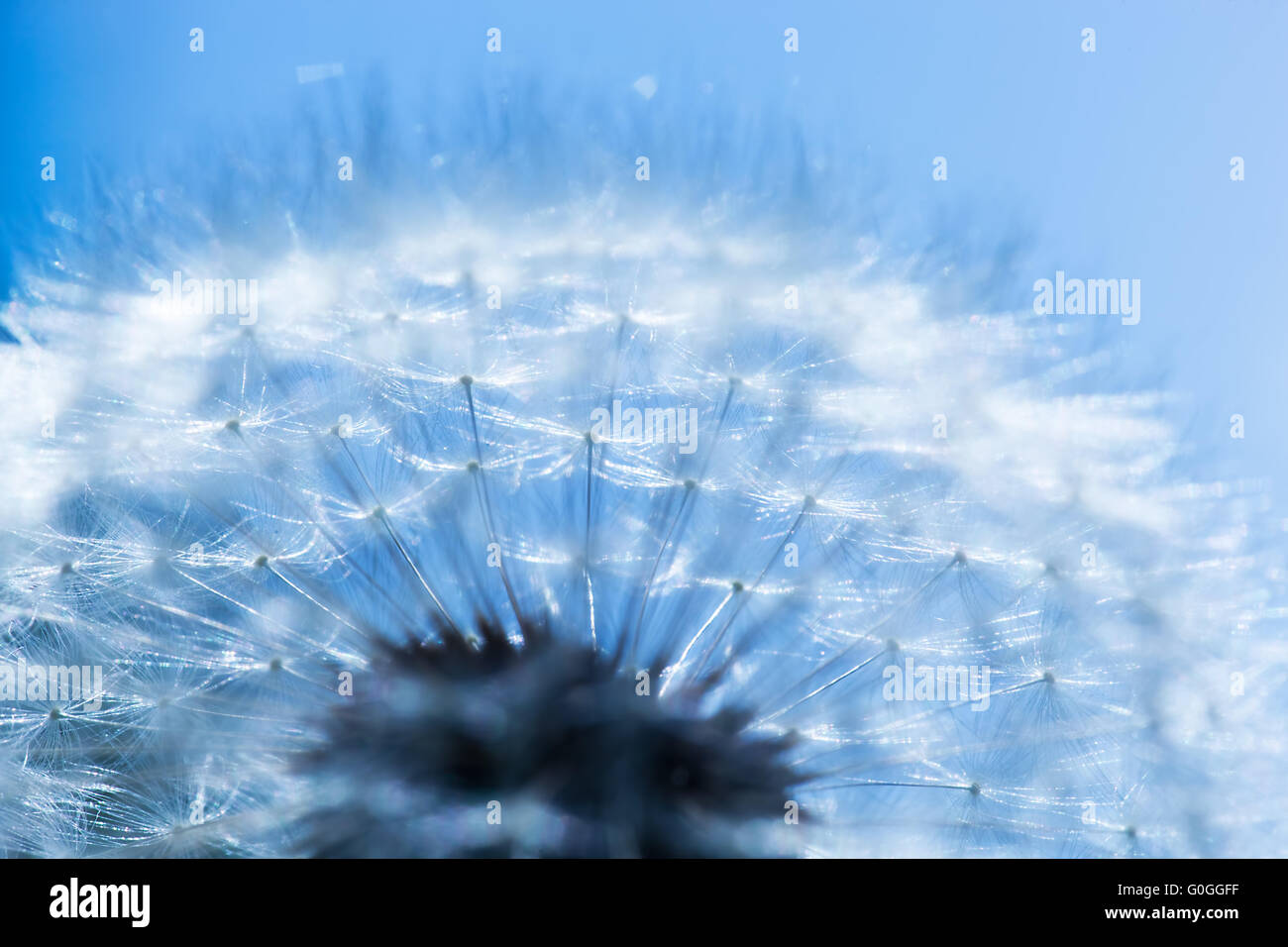 Nahaufnahme der Löwenzahn, blauer Himmel. Frühlings-Hintergrund Stockfoto