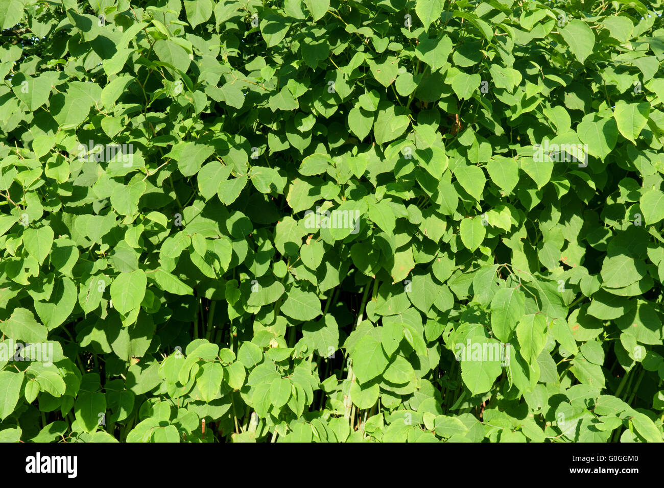 Grüne Blätter Hintergrund. Natürliches Design-pattern Stockfoto