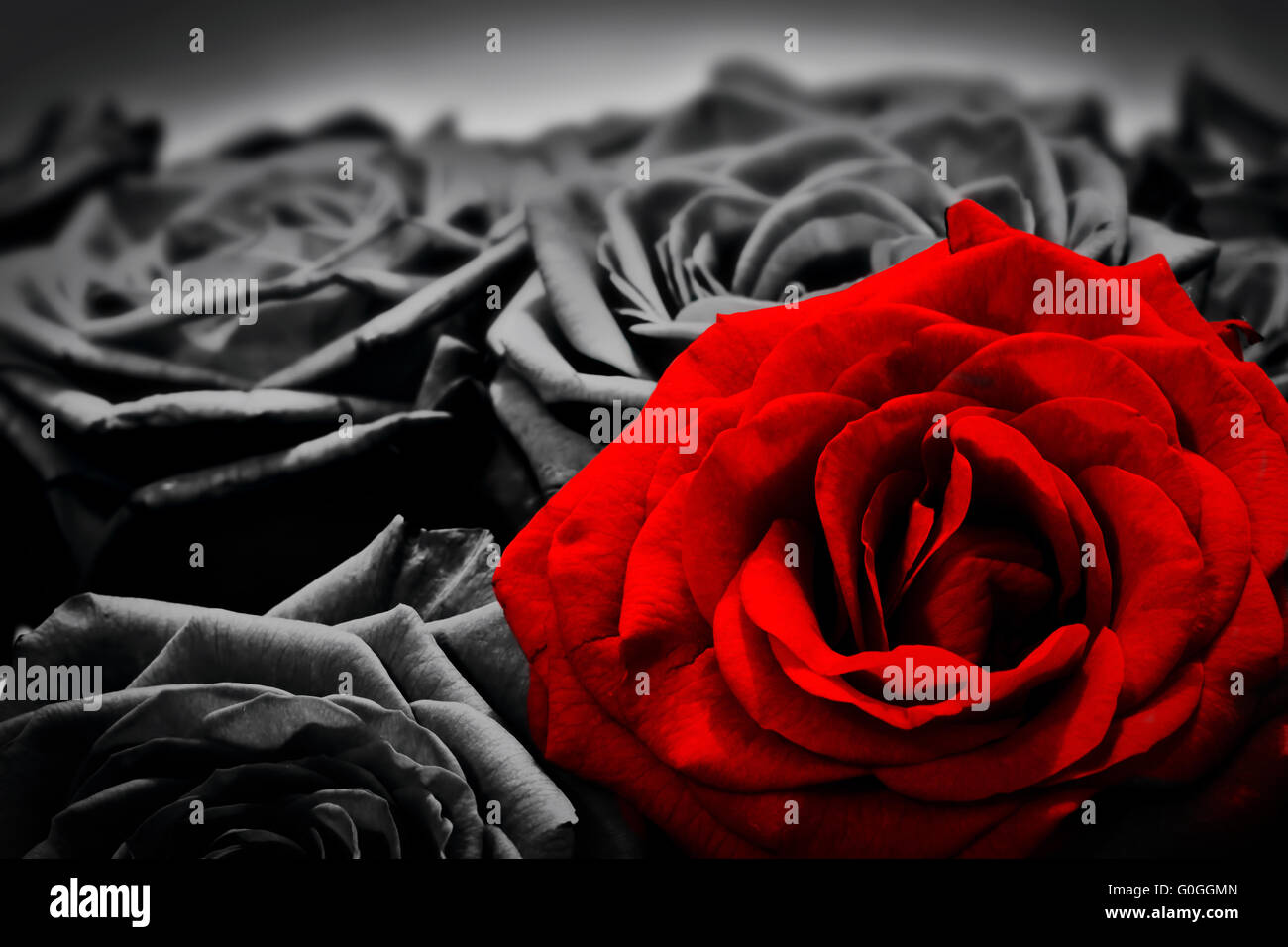 Romantische Grußkarte rote rose gegen schwarze und weiße Rosen Stockfoto