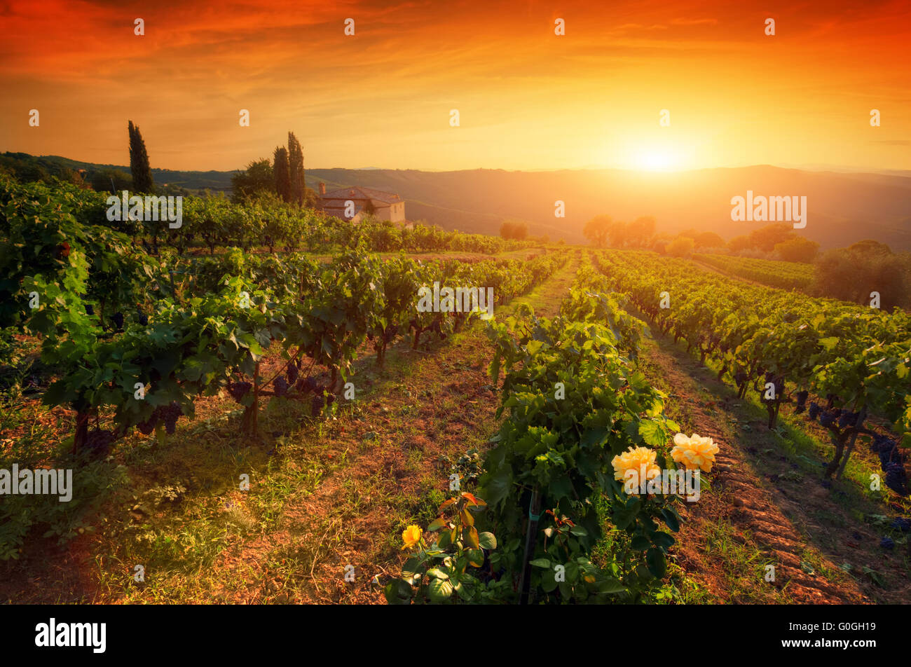 Reife Weintrauben auf Reben in der Toskana, Italien. Weingut, warmen Abendlicht Stockfoto