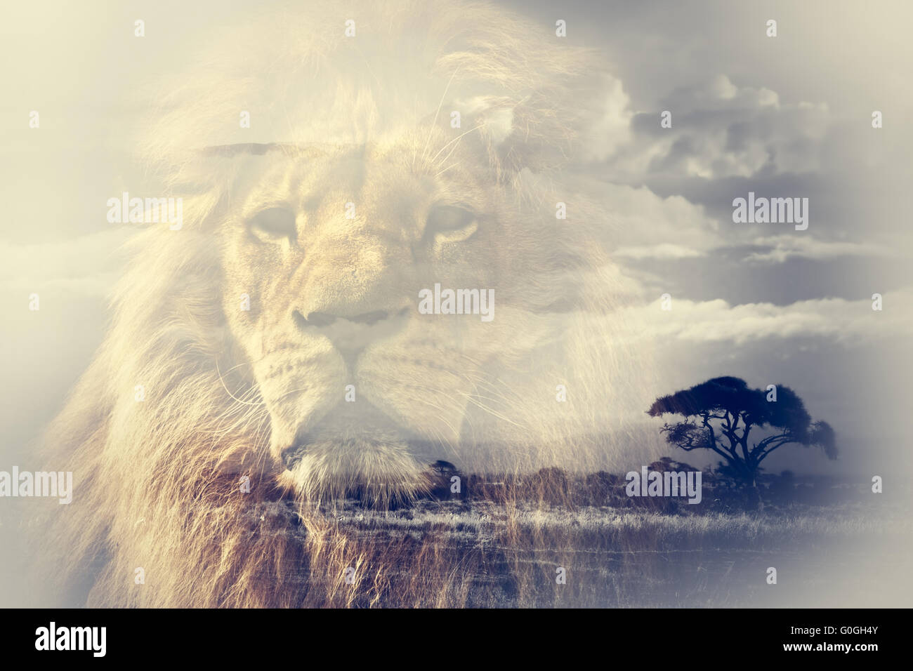 Doppelbelichtung Löwen und dem Kilimandscharo Savannenlandschaft. Stockfoto