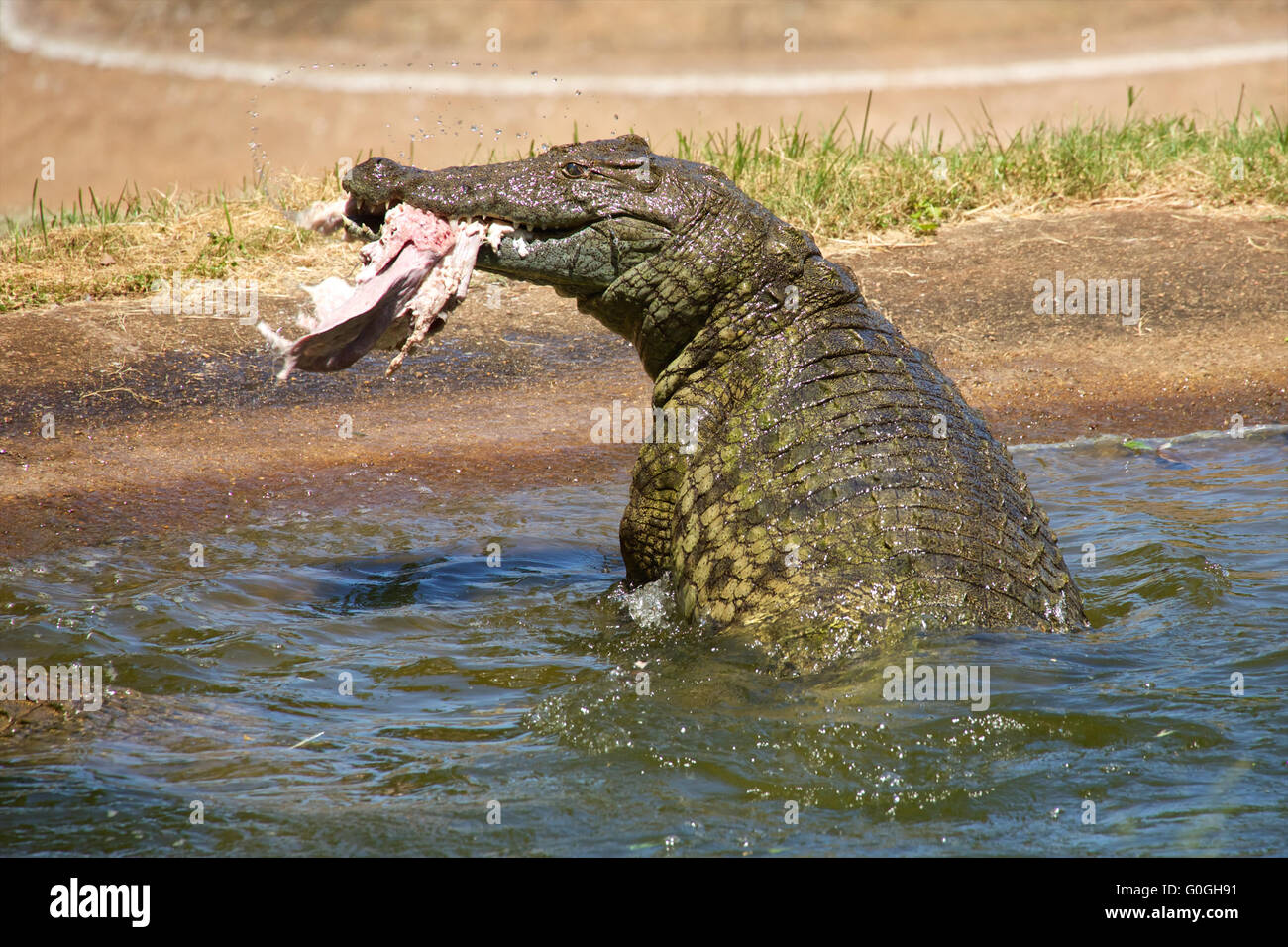 ein Krokodil Essen ein Huhn in Südafrika Stockfoto