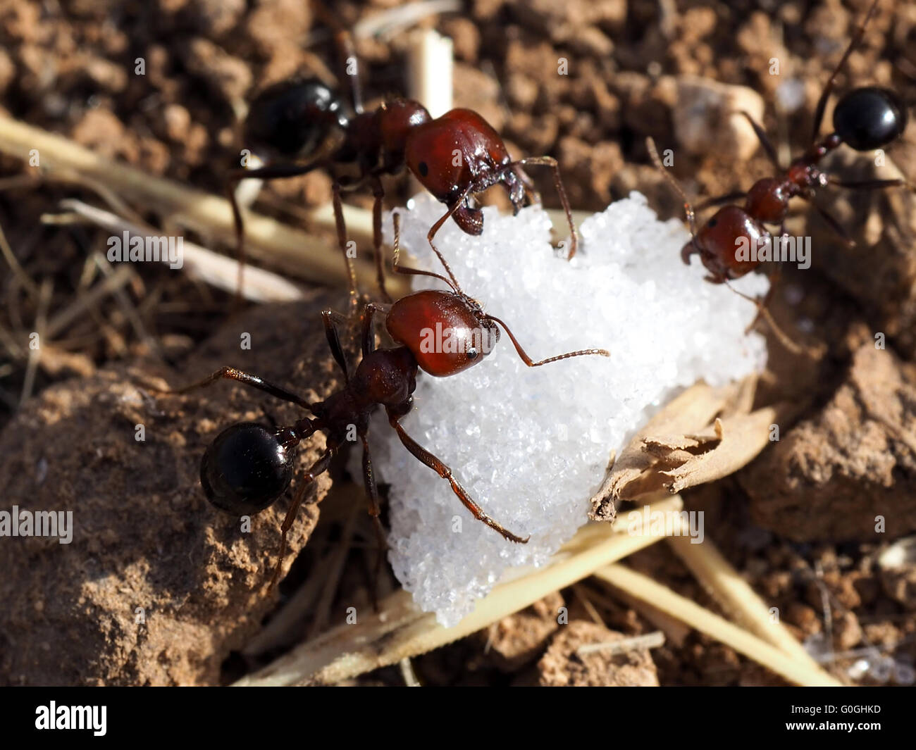 Ameisen Zucker gefunden und nehmen sie zu ihrem Nest. Makro-Aufnahmen. Stockfoto
