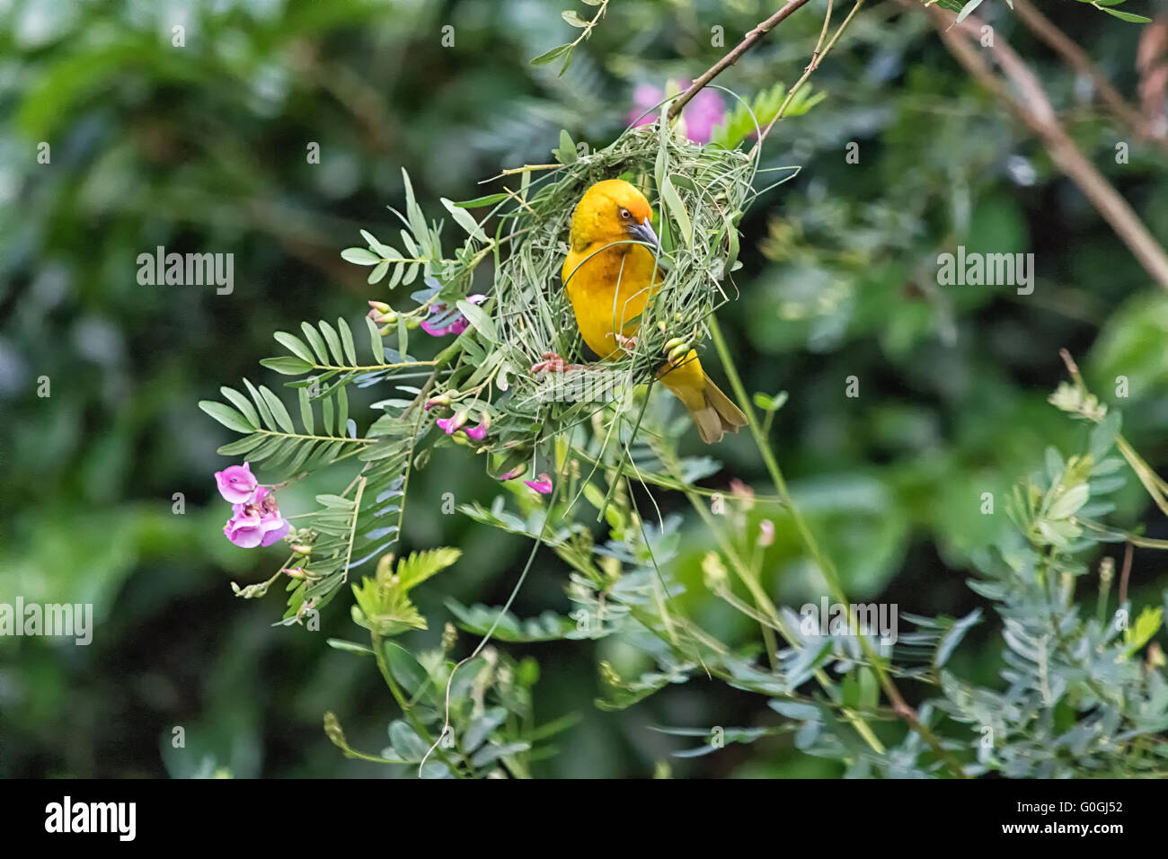 brillentragende Weber macht sein nest Stockfoto