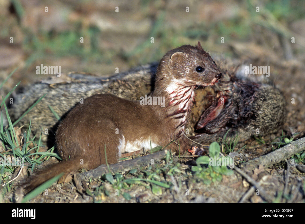 Wenigsten Weasel kann für 7 oder 8 Jahre Leben. Stockfoto