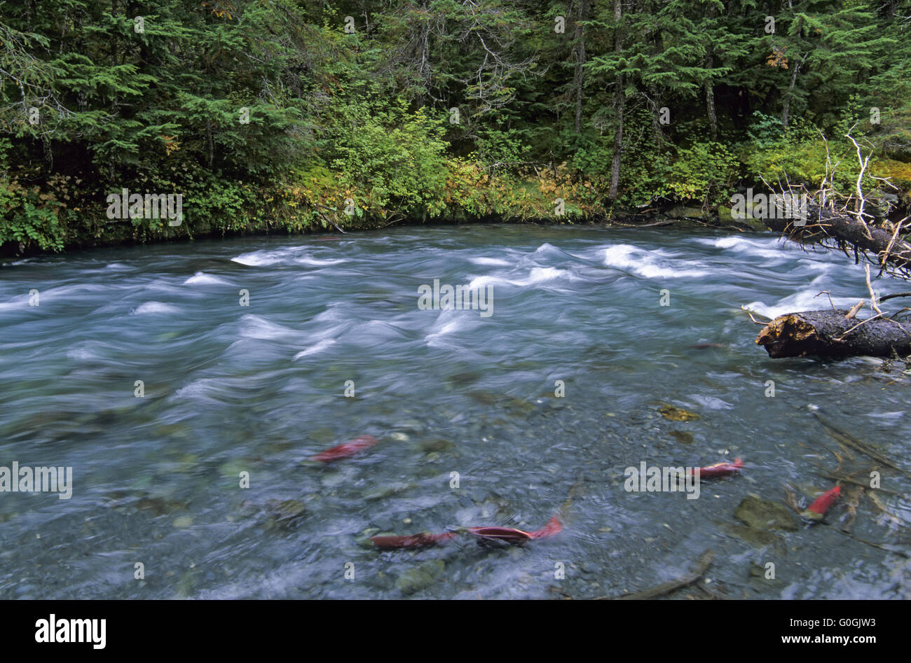 Sockeye Lachs wird manchmal rot oder Blueback Salmon, wegen seiner Farbe genannt Stockfoto