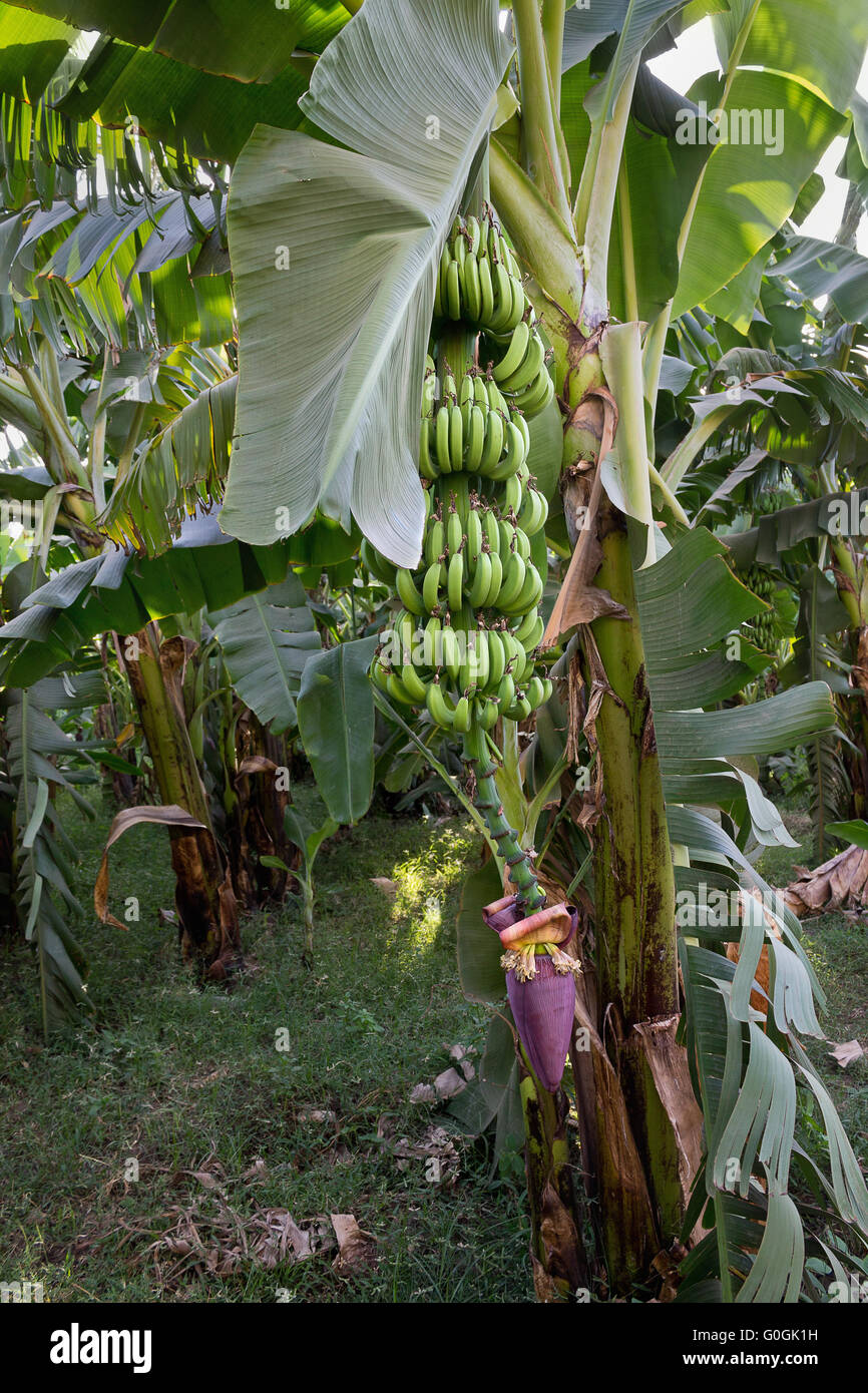 Bündel Bananen auf dem Baum auf einer Plantage Stockfoto