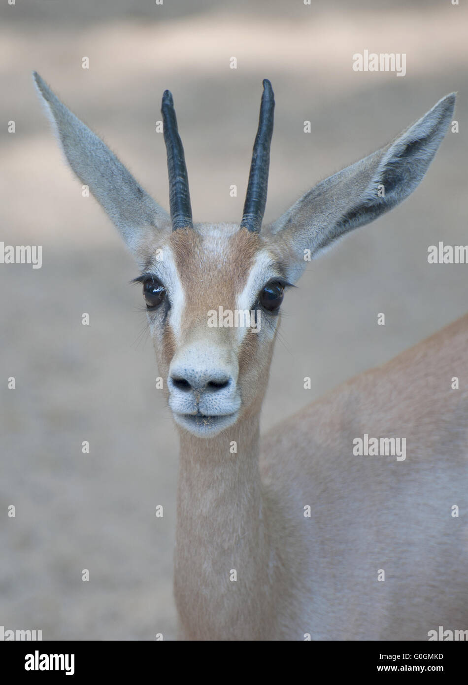 Roe hautnah. Stockfoto