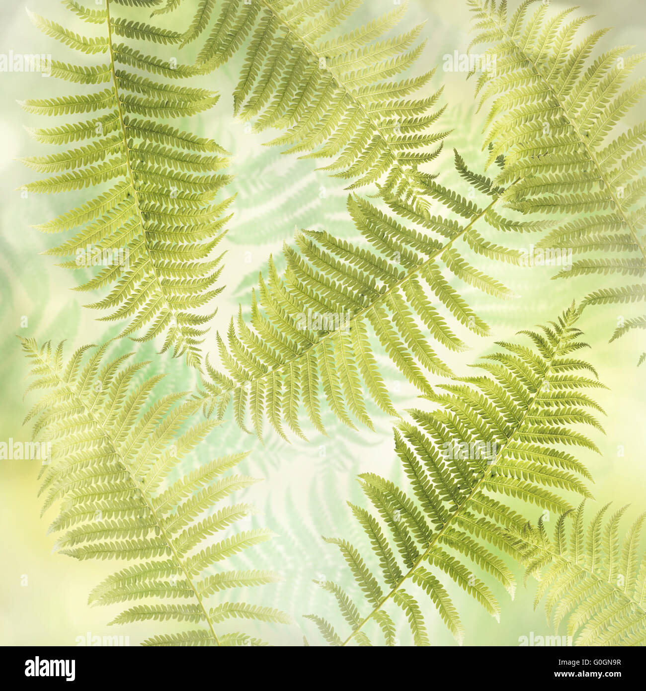 Seamless wallpaper pattern fern -Fotos und -Bildmaterial in hoher ...