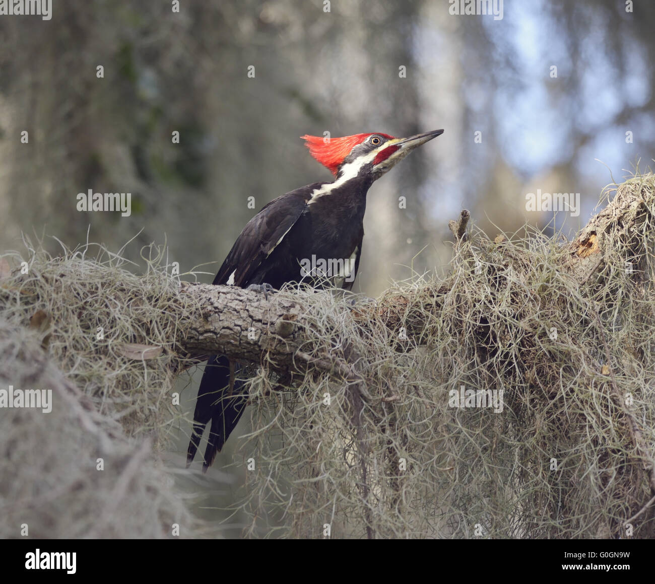 Helmspecht hocken Stockfoto