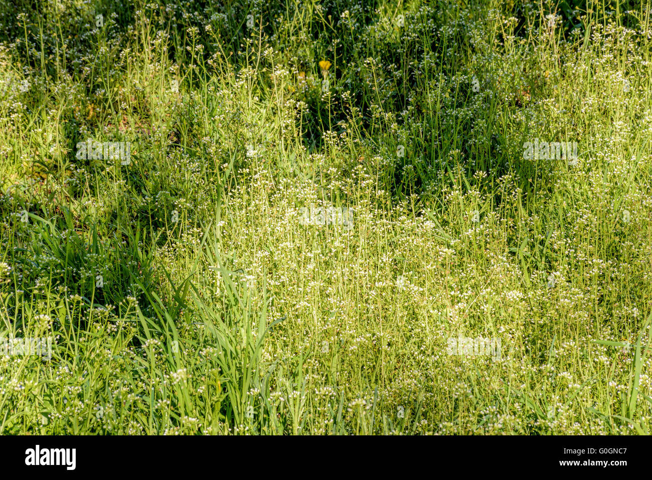 Capsella Bursa-Pastoris Blumen auch genannt Schäfers-Geldbörse auf der Wiese, unter der weiche Feder Sonne am Morgen Stockfoto