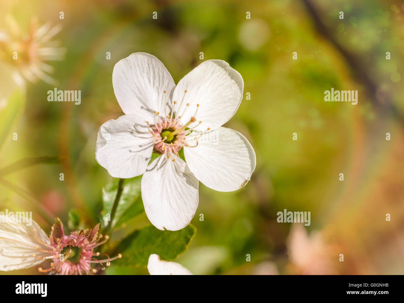 Makro einer einzelnen weißen Kirsche Blume durch die warme Frühlingssonne beleuchtet. Der Hintergrund ist unscharf und Magie Stockfoto