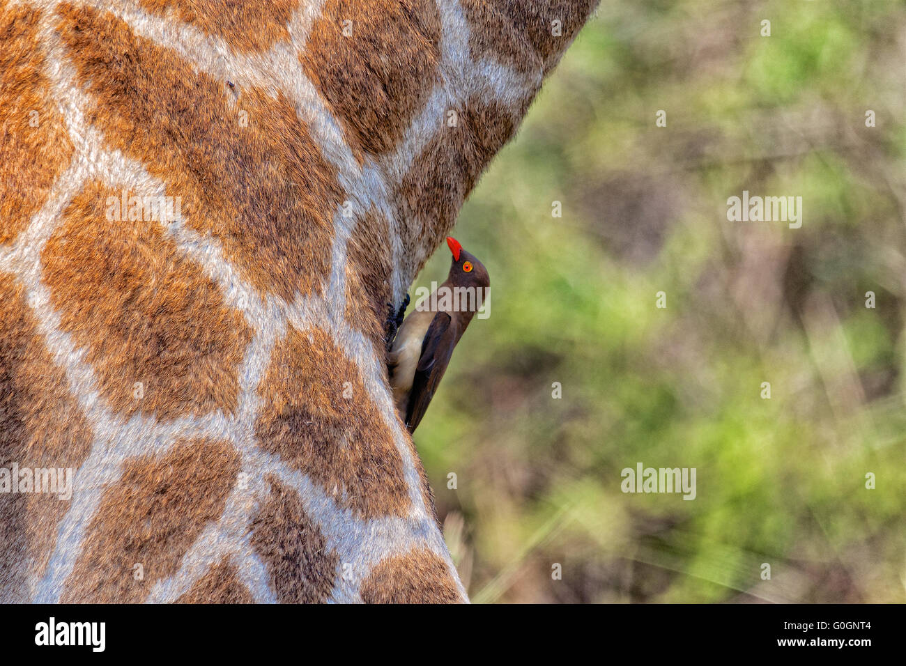 rot-billed Oxpecker auf einem Giraffenhals Stockfoto