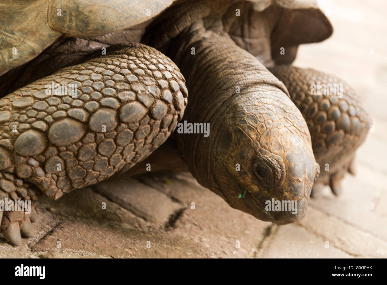 Riesenschildkröte Stockfoto