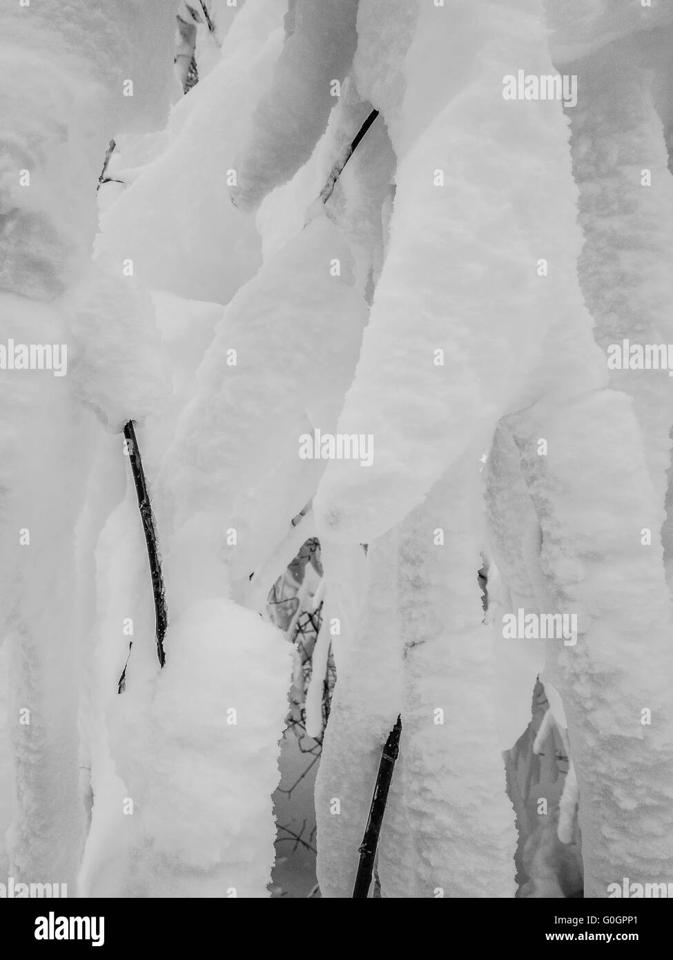 schneebedeckte Bäume in den Bergen von North Carolina während des Wintersturms Stockfoto