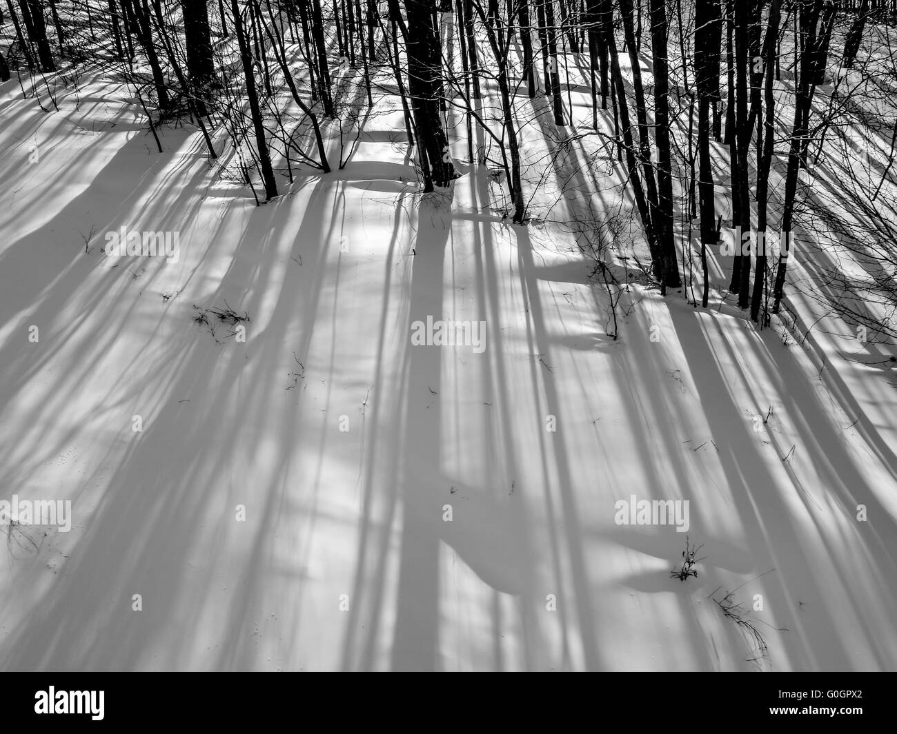 Wald-Winterlandschaft in den Bergen Stockfoto