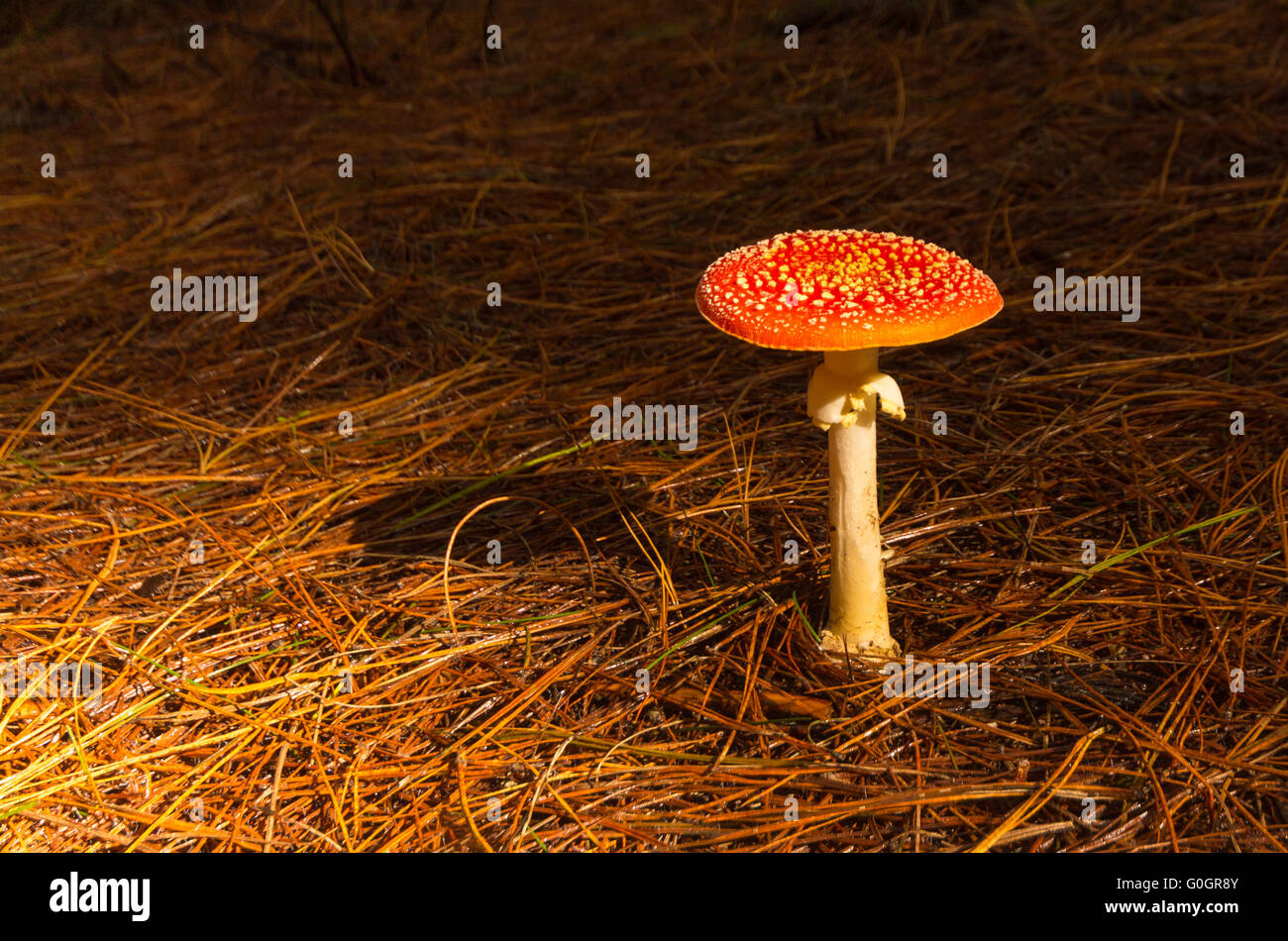 Amanita Muscaria mag den dunklen Bereich des Waldes Boden. Stockfoto