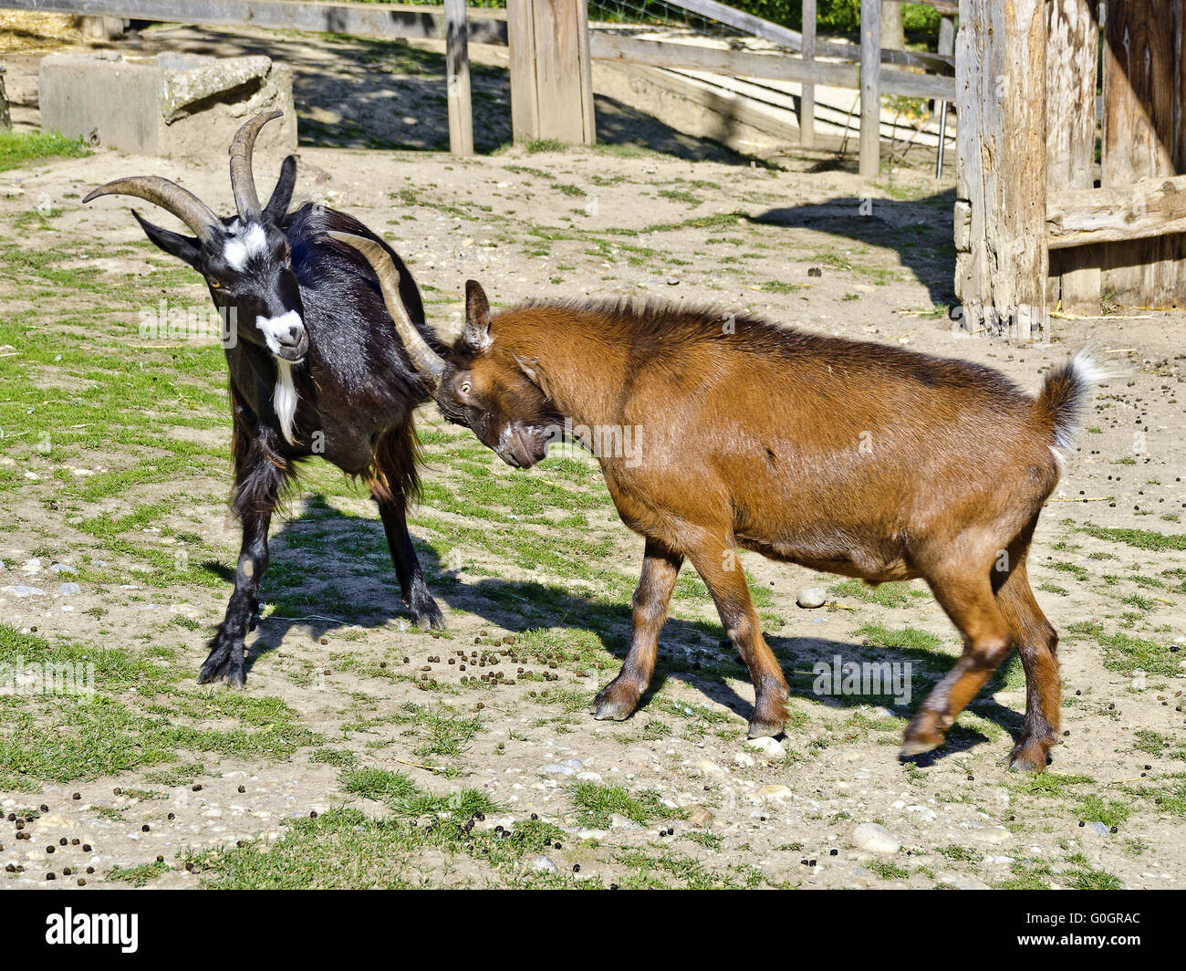 Ziegenböckchen gegeneinander kämpfen Stockfoto