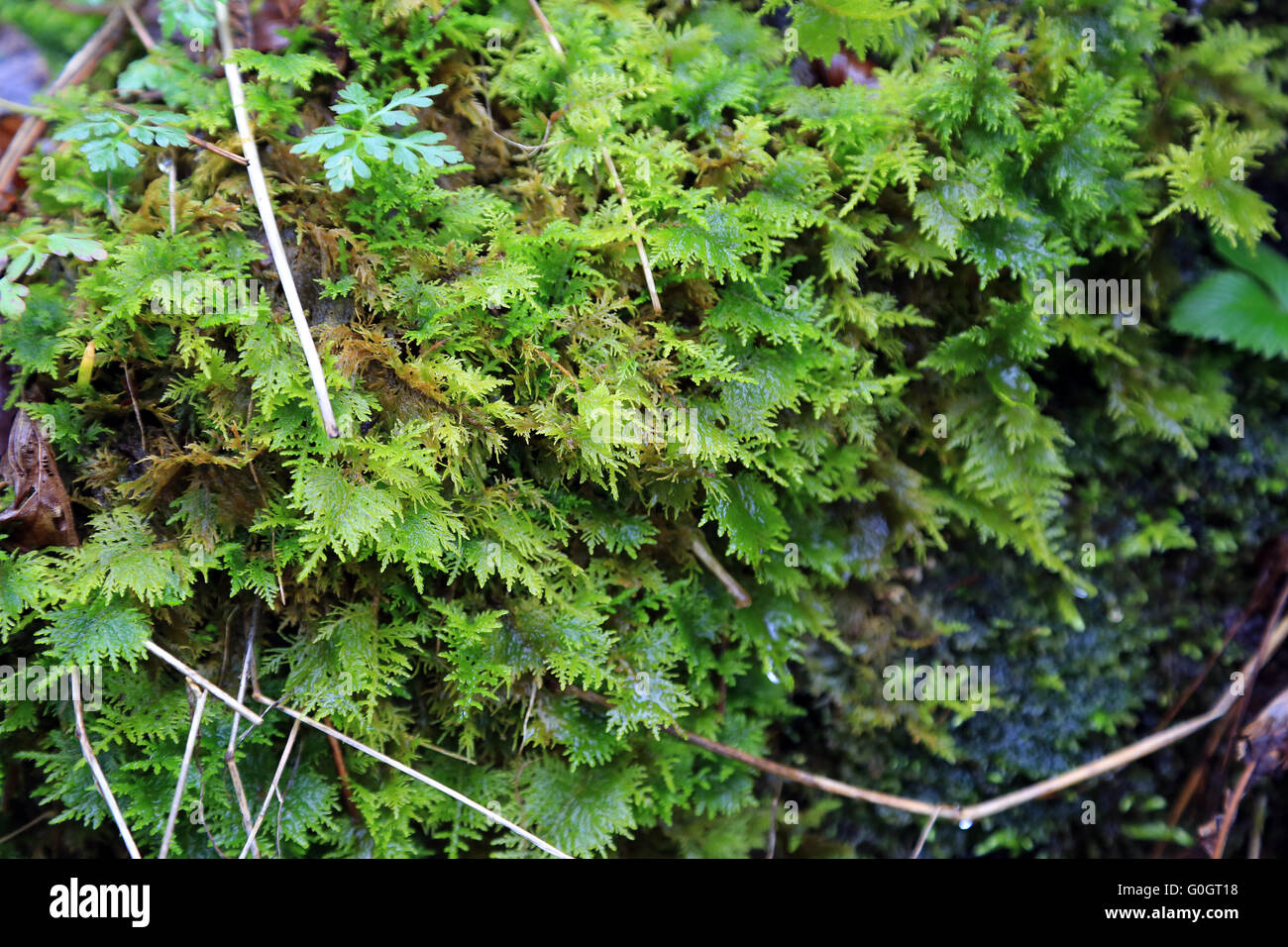 Moos auf feuchten Waldboden Stockfoto