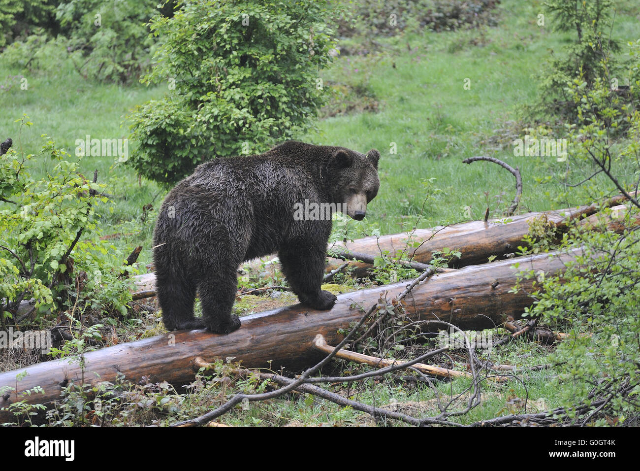 Brauner Bär Stockfoto