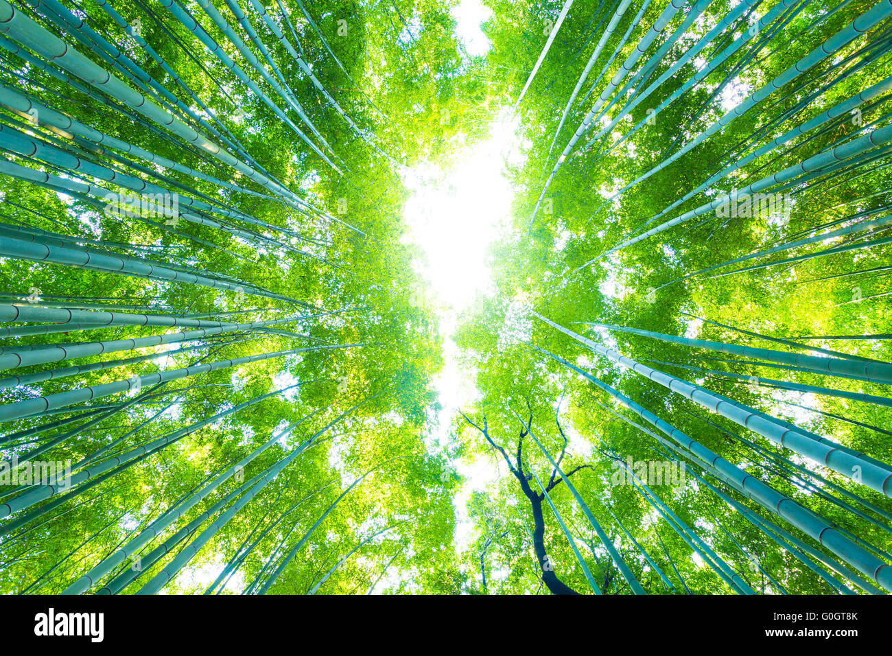 Arashiyama Bambus Bäume Radial direkt Nachschlagen Stockfoto