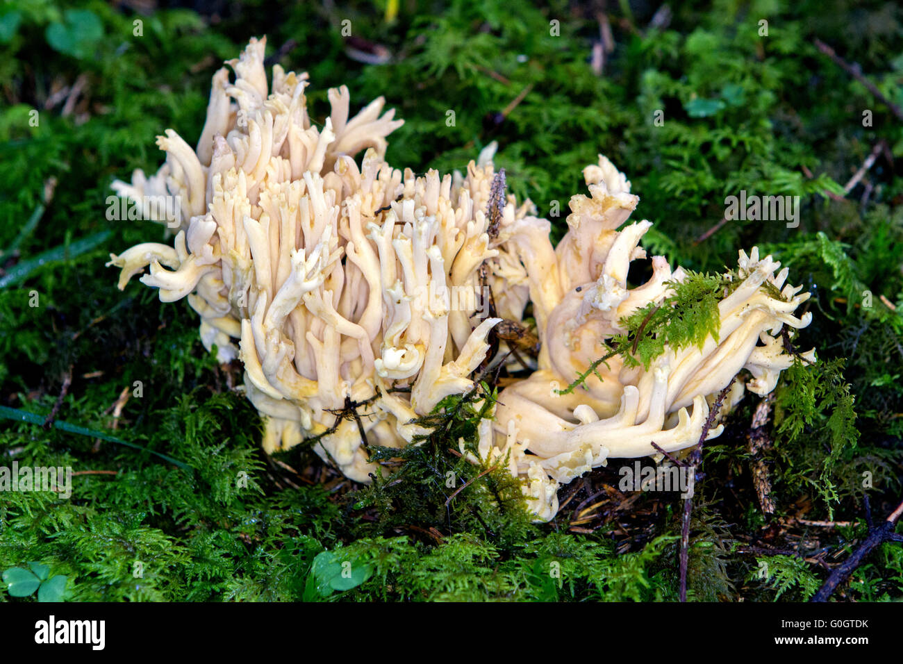 Pilz Stockfoto