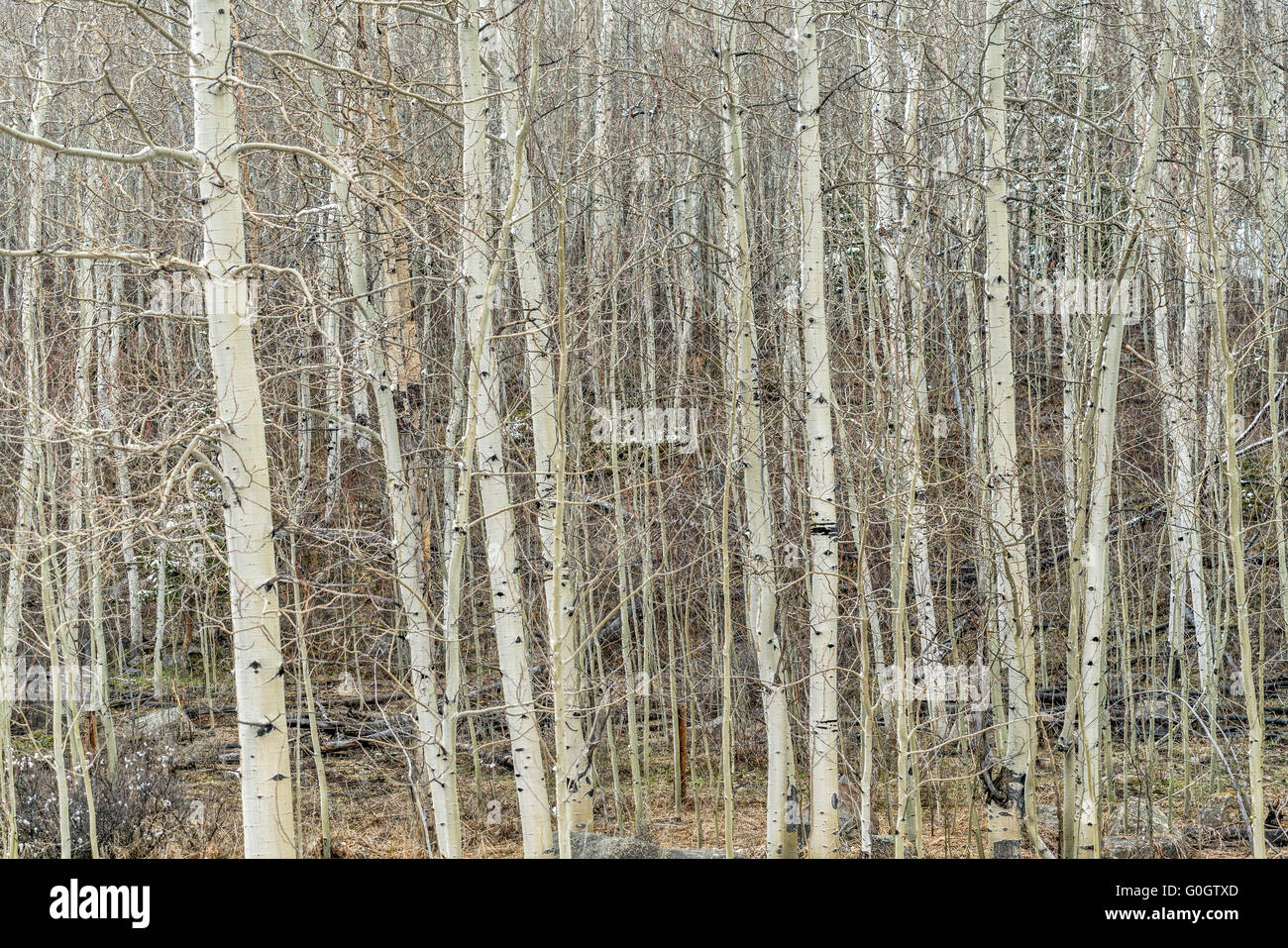 Aspen Grove im späten Winter oder im zeitigen Frühjahr, Rocky Mountains, Colorado Stockfoto