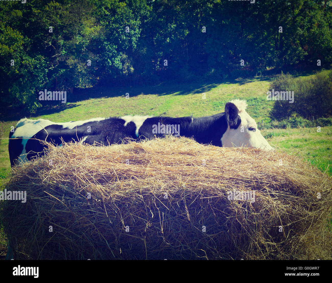 Grasende Kuh Stockfoto Grasende Kuh Stockfoto