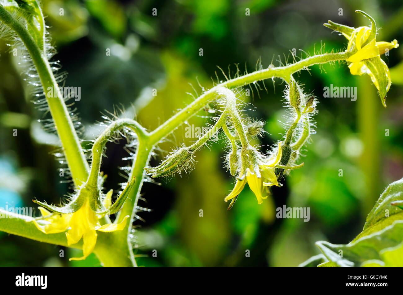 Leuchtend gelben Blüten von Tomaten in unscharfen Hintergrund Stockfoto