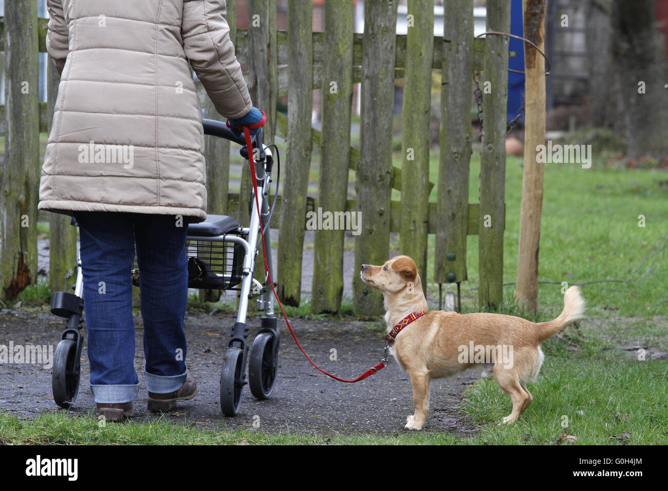 Frau mit Rädern Walker und Hund Stockfoto